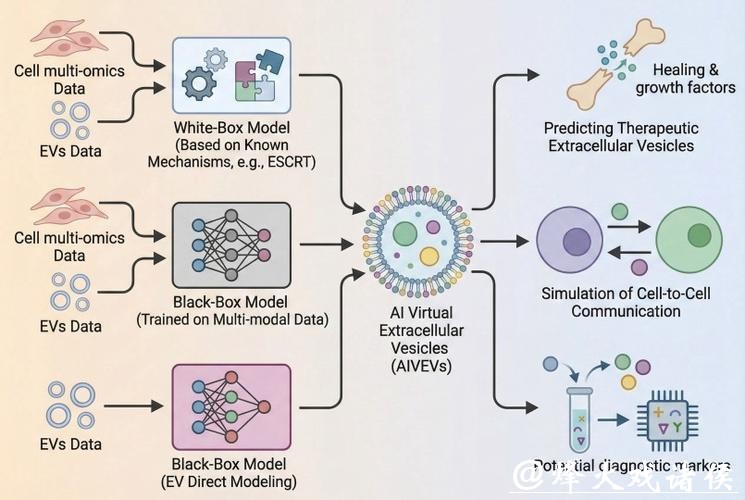 上海科学家打造精准医疗“数字先知”，用AI技术模拟细胞外囊泡